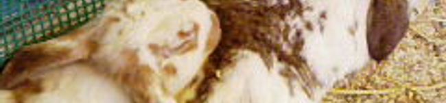 yoccico's header image
