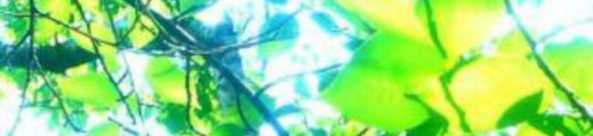 四葉幸福便☆'s header image