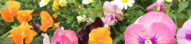 comodo食堂☆'s header image