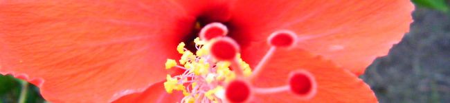 mimamami's header image