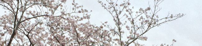 ゆましろ's header image