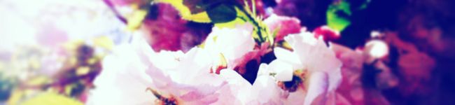 Lapis0617's header image