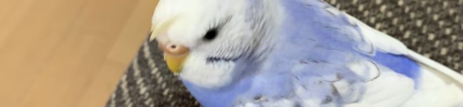 ルイルイ（╹◡╹）'s header image