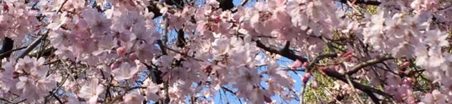 oRぶぅ子's header image