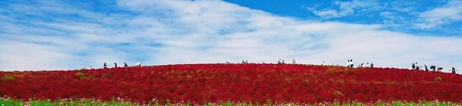 NoBPooh's header image