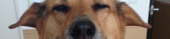 まいまいpsa's header image