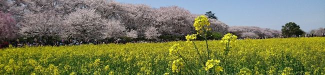 三つ葉つくし's header image