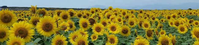 パンダ達の母です。's header image