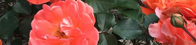 クックGH5K9R☆'s header image