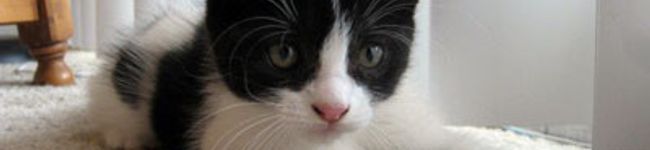 gys's header image