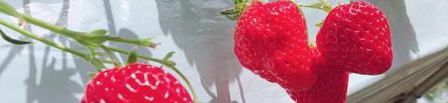 reikinoco's header image