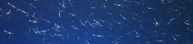 ラテクック's header image