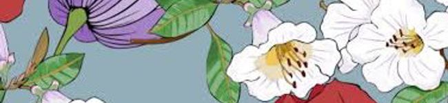 MACOちん's header image