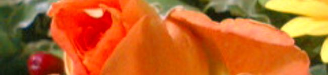 さくra's header image