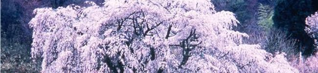 ★くーちゃんママ★'s header image