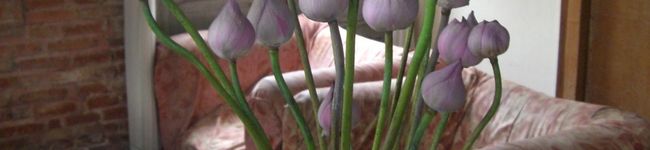 alfione's header image