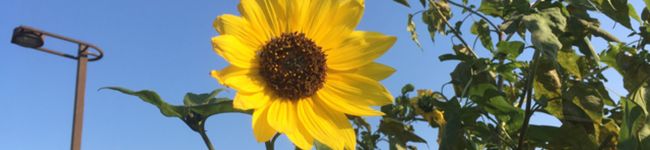 sa_mu's header image