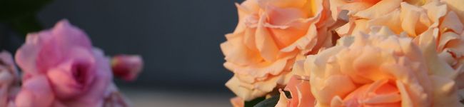 桔梗湯's header image