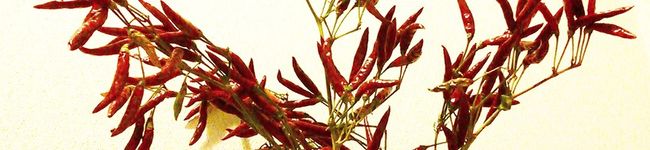 ⌘sarah⌘'s header image