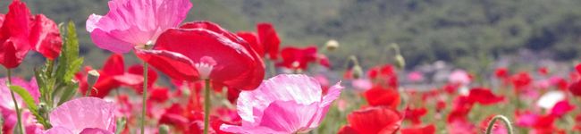 Gluck✩'s header image