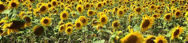 junov's header image