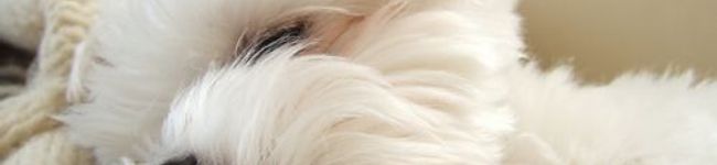 月下0923's header image