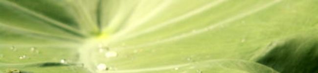 mecoh's header image