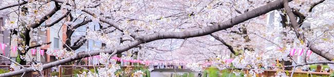 みゆちゃんのパパ's header image