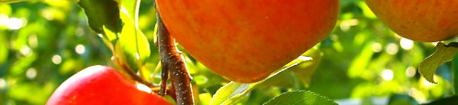 aprea's header image