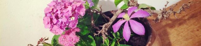 a_iaiaimi's header image