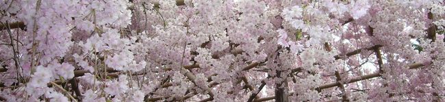 ❤sakura❤'s header image