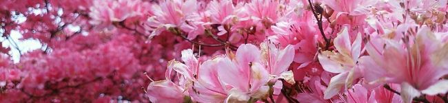 アイス茶屋's header image