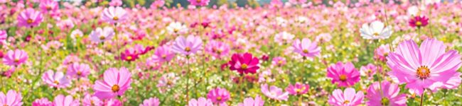 ภาพปกโพรไฟล์ของ スミレの花☆
