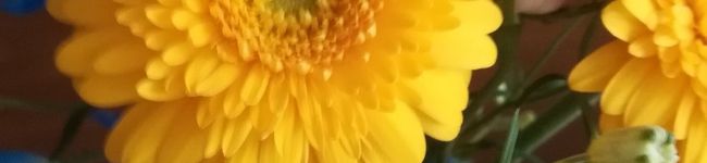 bellBera's header image