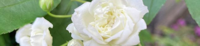 ホタルmama's header image