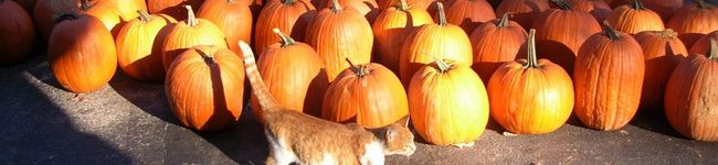 だりちな's header image