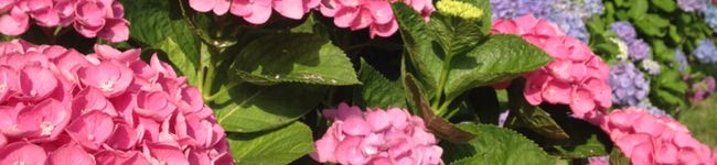 sherry0430's header image