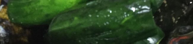 りくかいくうママ's header image