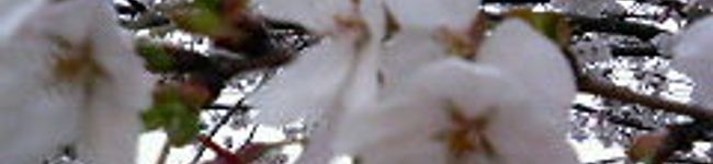 hinarimama's header image