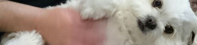 まろくんわんわん☆'s header image