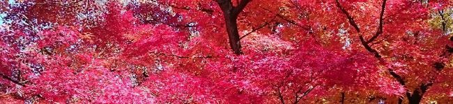 ミルキーばば's header image