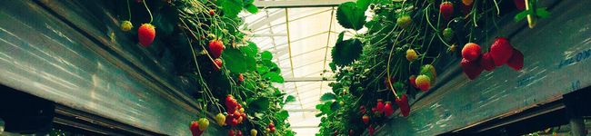 yaconeco's header image