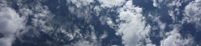 canary-bird's header image