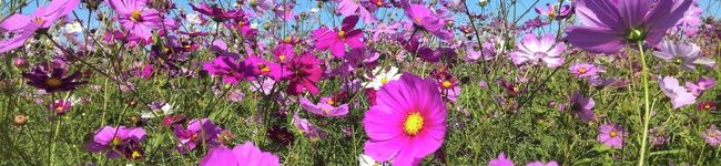 akiring♪'s header image