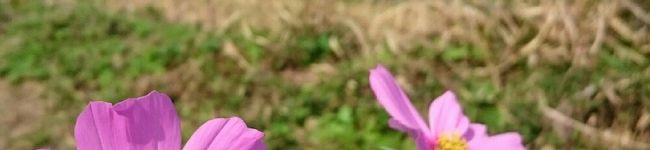 4062×1412's header image