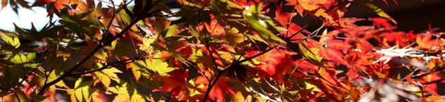 yoshie＊'s header image