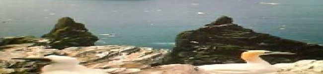 Sea_gull's header image