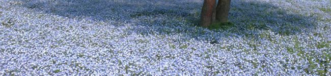 megurin728's header image