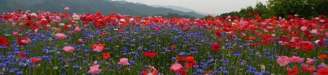 アレッぴ～☆'s header image