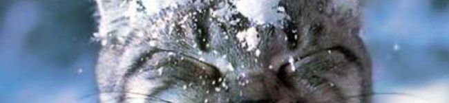 みーさん家's header image